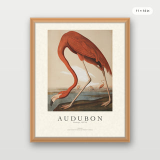 Audubon - Flamingo