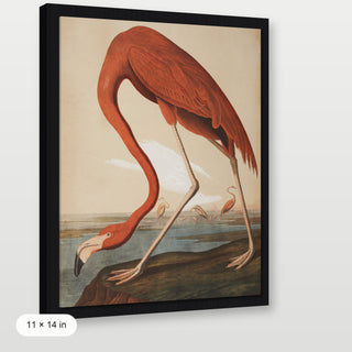 Audubon - Flamingo