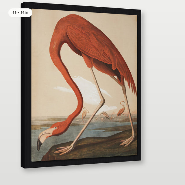 Audubon - Flamingo, Black Floater Frame