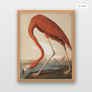 Audubon - Flamingo