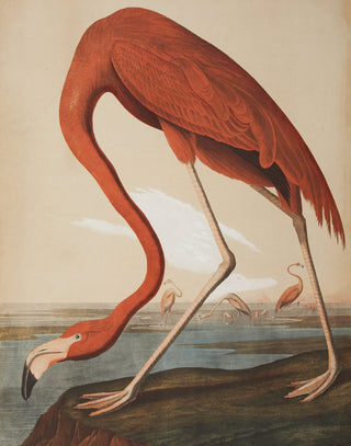 Audubon - Flamingo