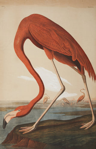 Audubon - Flamingo
