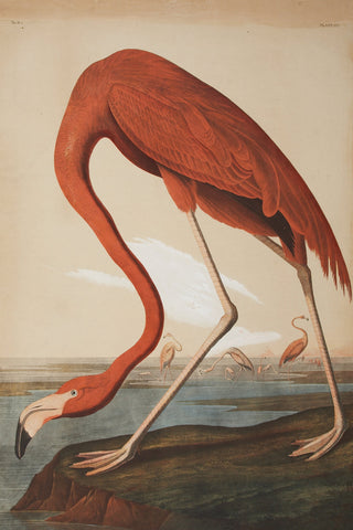 Audubon - Flamingo