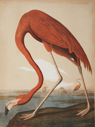 Audubon - Flamingo
