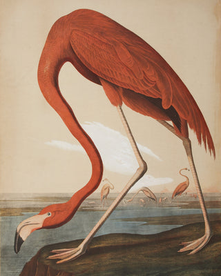 Audubon - Flamingo
