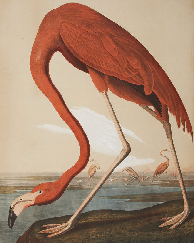 Audubon - Flamingo, Full Bleed