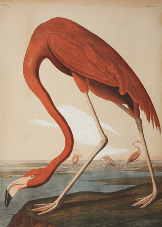 Audubon - Flamingo