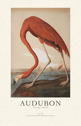 Audubon - Flamingo