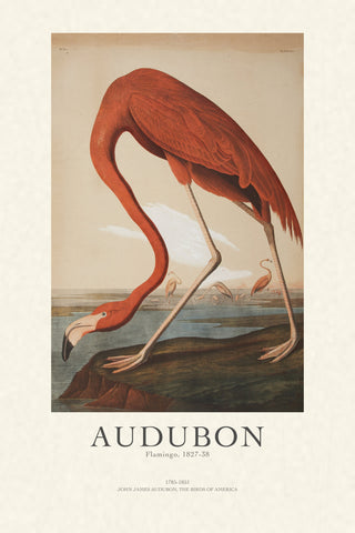 Audubon - Flamingo