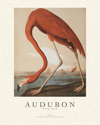 Audubon - Flamingo