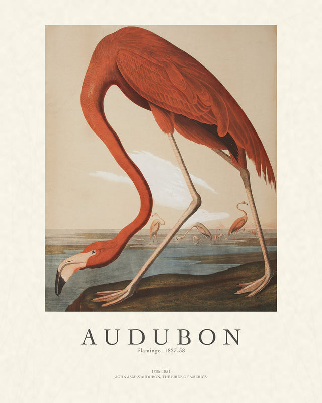 Audubon - Flamingo, Gallery Style