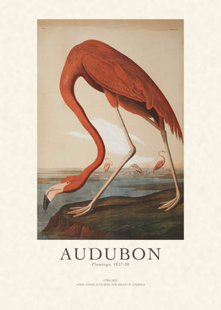 Audubon - Flamingo