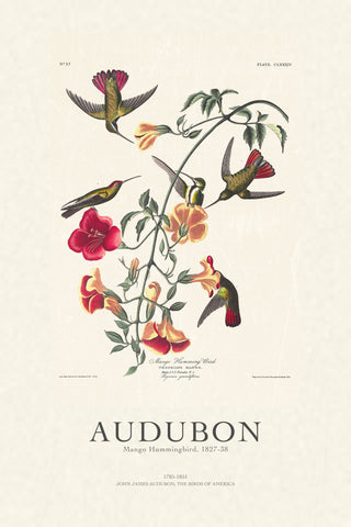 Audubon - Mango Hummingbird