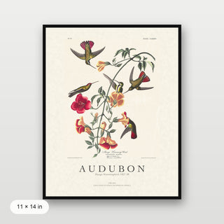 Audubon - Mango Hummingbird