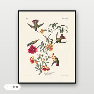 Audubon - Mango Hummingbird