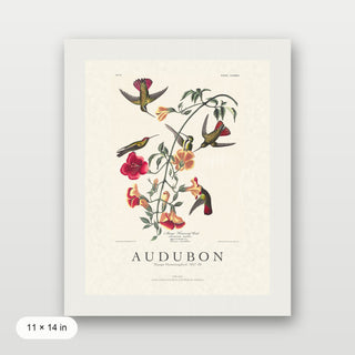 Audubon - Mango Hummingbird