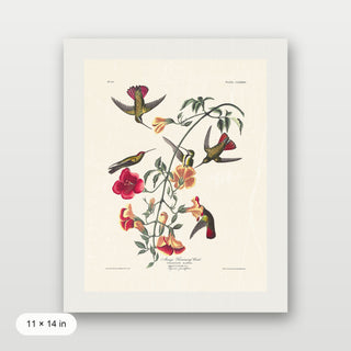 Audubon - Mango Hummingbird