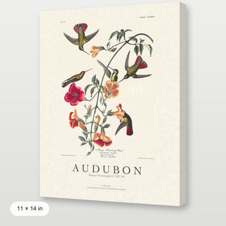 Audubon - Mango Hummingbird
