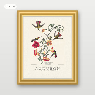 Audubon - Mango Hummingbird