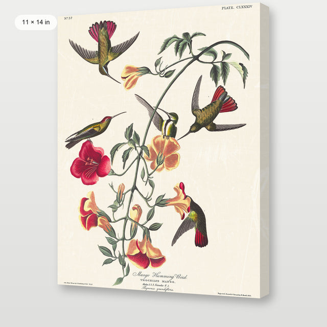 Audubon - Mango Hummingbird, Gallery Wrap