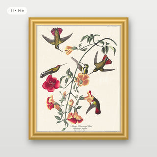 Audubon - Mango Hummingbird