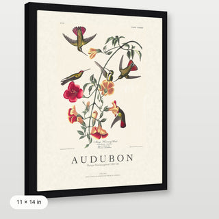 Audubon - Mango Hummingbird