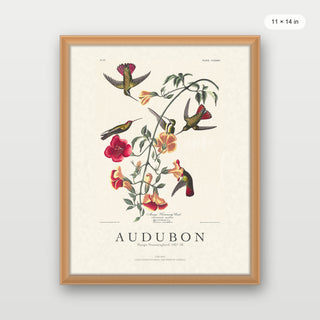 Audubon - Mango Hummingbird