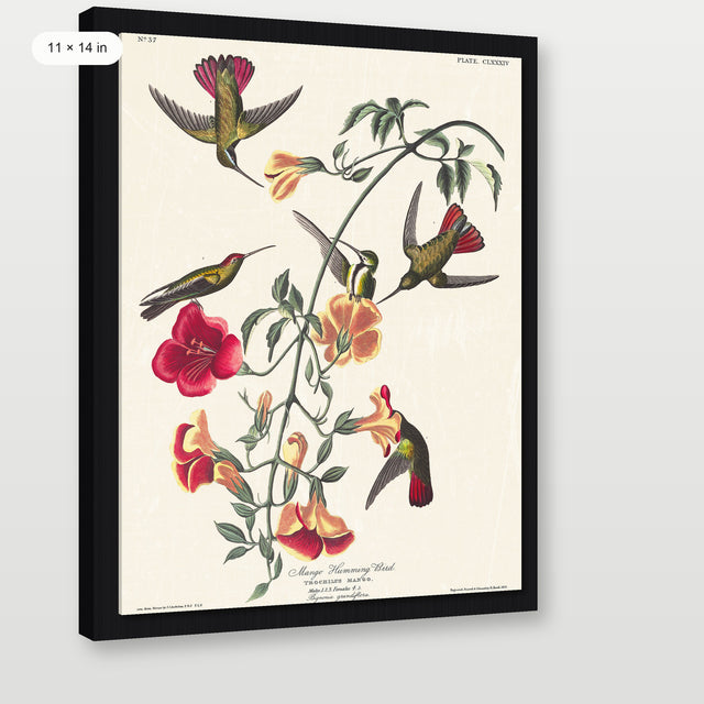 Audubon - Mango Hummingbird, Black Floater Frame
