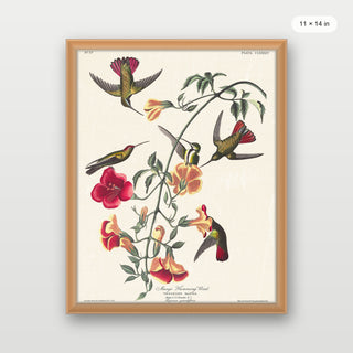Audubon - Mango Hummingbird