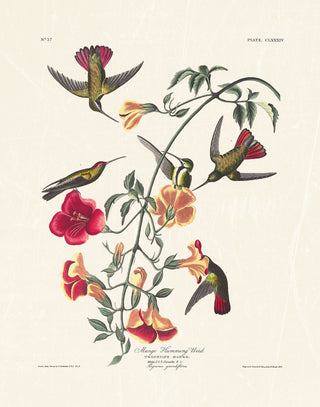 Audubon - Mango Hummingbird