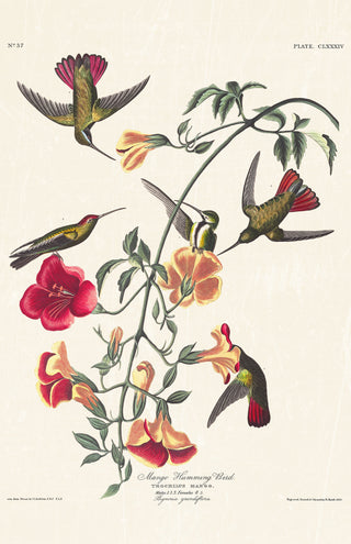 Audubon - Mango Hummingbird