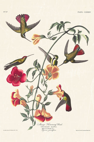 Audubon - Mango Hummingbird
