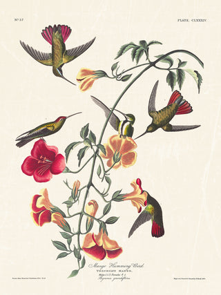 Audubon - Mango Hummingbird