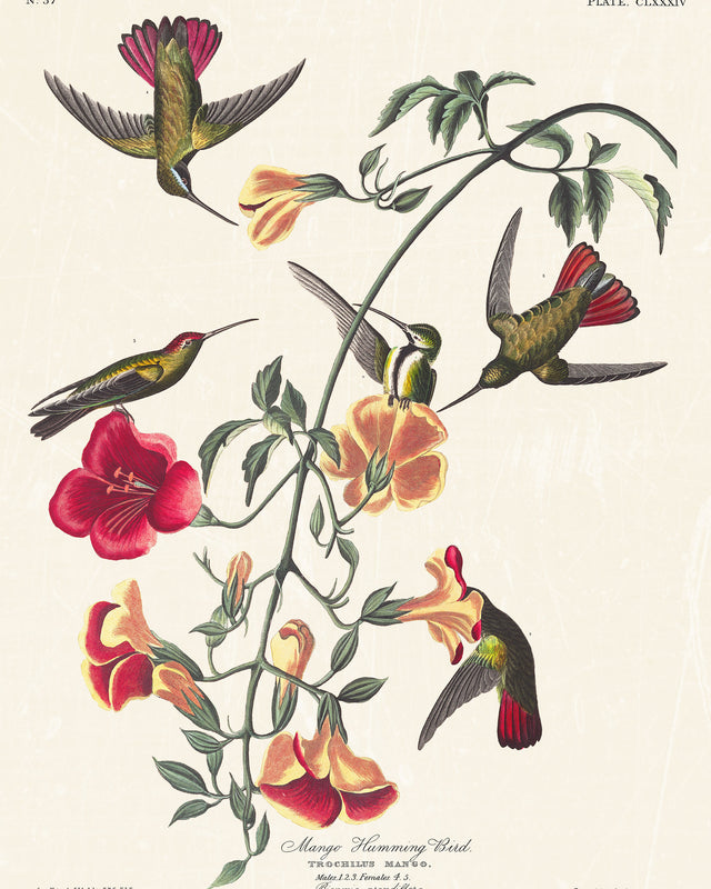 Audubon - Mango Hummingbird, Full Bleed