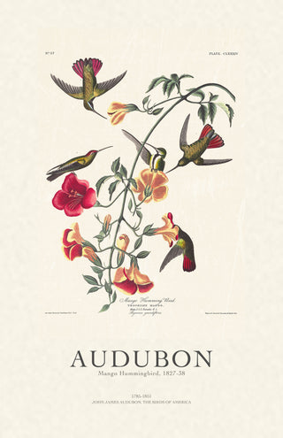 Audubon - Mango Hummingbird