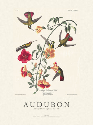 Audubon - Mango Hummingbird