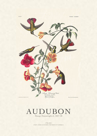 Audubon - Mango Hummingbird