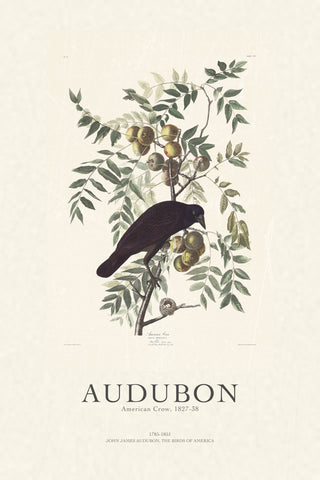 Audubon - American Crow