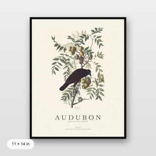 Audubon - American Crow