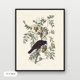 Audubon - American Crow