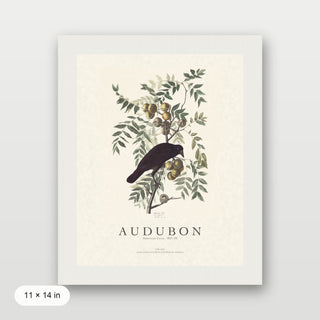 Audubon - American Crow