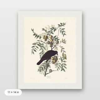 Audubon - American Crow