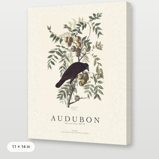 Audubon - American Crow
