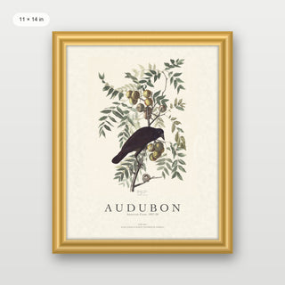 Audubon - American Crow