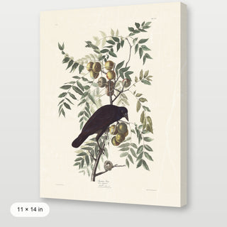 Audubon - American Crow