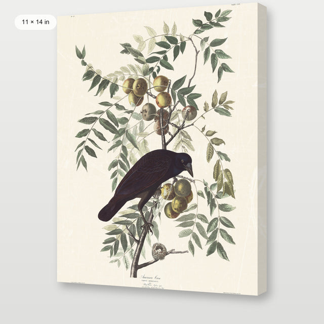 Audubon - American Crow, Gallery Wrap