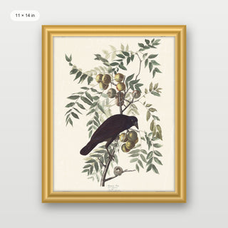 Audubon - American Crow