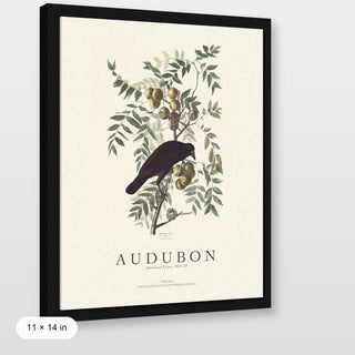 Audubon - American Crow