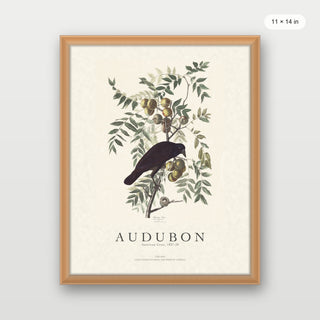 Audubon - American Crow