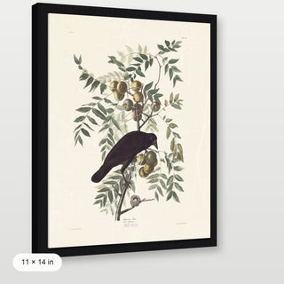 Audubon - American Crow